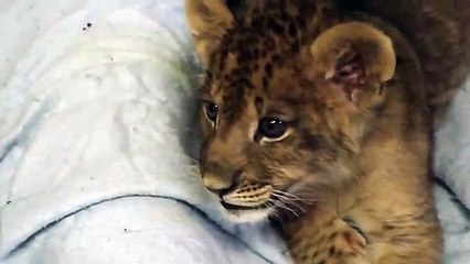 Ce bébé lion fait son premier rugissement !