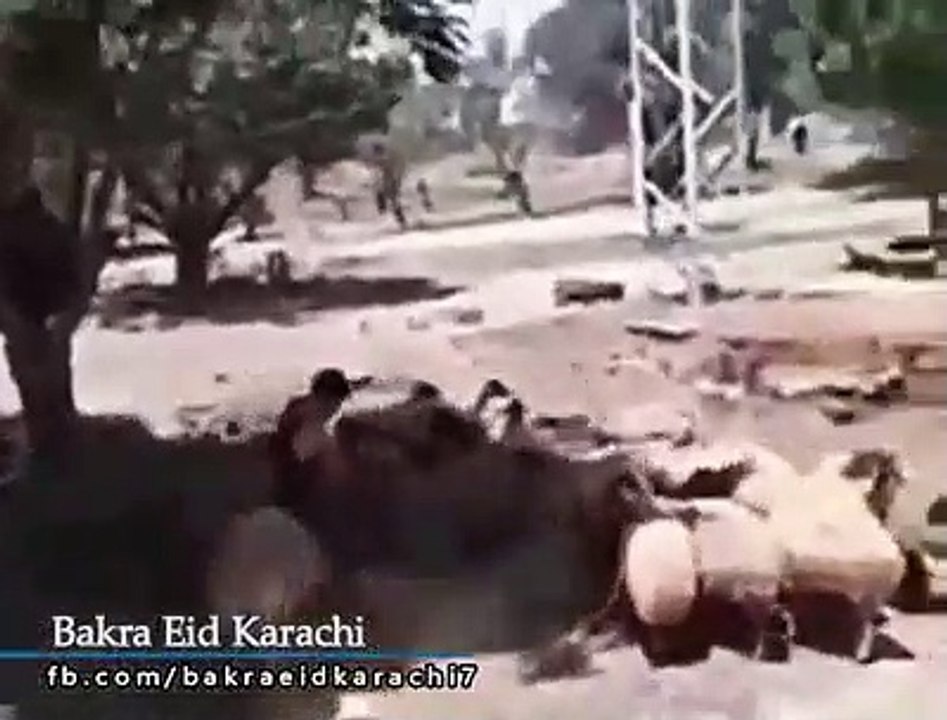 Cow Qurbani | Funny Compilation of Cow Running in Karachi Road | Eid Ul Adha 2018 & 2019