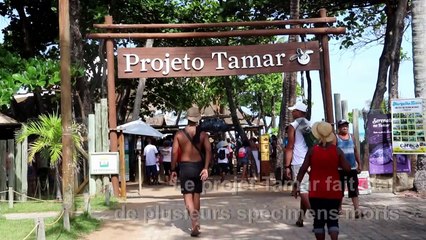 Au Brésil, inquiétudes pour les tortues marines après la marée noire