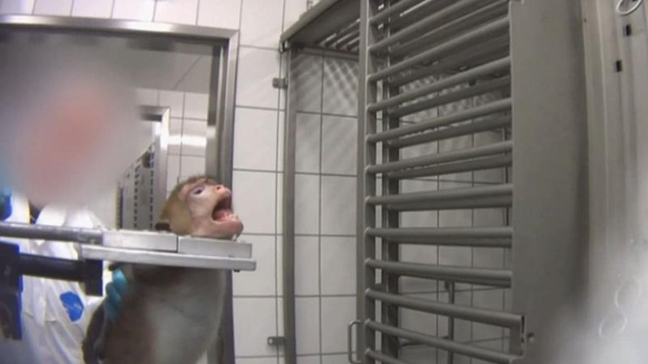 Grausame Tierversuche bei Hamburg: 'Methoden aus dem 19. Jahrhundert'