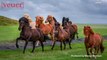Photographer Captures Icelandic Horses That ‘Look Like Rock Band Members’