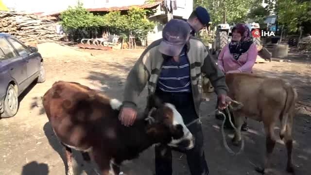 Çalınan büyükbaş hayvanlarına kavuşan vatandaşların sevinci