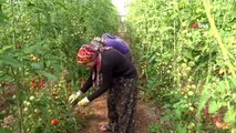 Antalya'da güz dönemi domates hasadı başladı