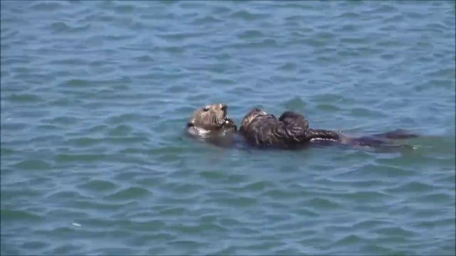 Cette maman loutre s'occupe très bien de son petit... Adorable
