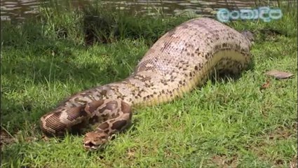 Ces indiens libèrent un énorme python qui vient de faire un festin dans leur village... Ventre plein