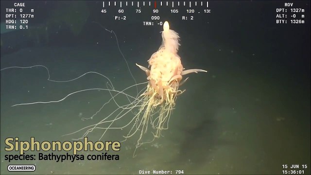 Ce plongeur découvre une créature mystérieuse surnommée Spaghetti Monster