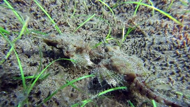 Two Pegasus Fish Scuttle near the Ocean Floor