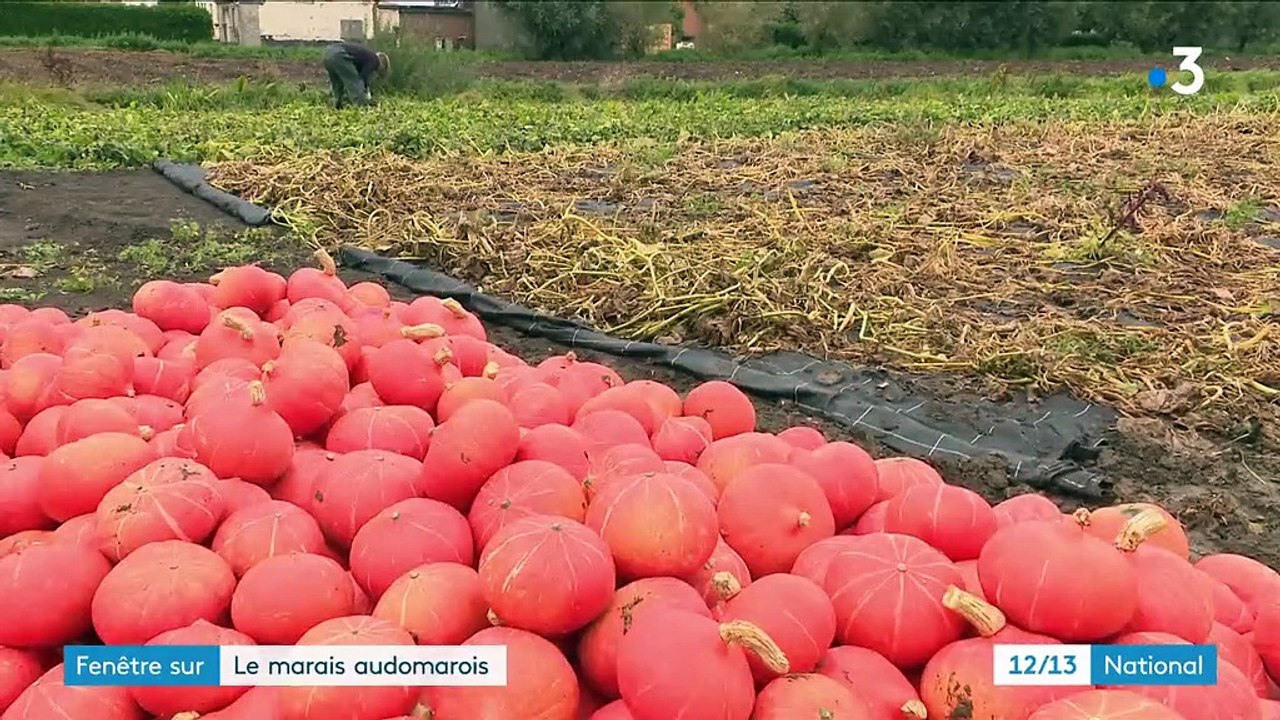 Pas-de-Calais : le marais audomarois, quand l'homme façonne la nature
