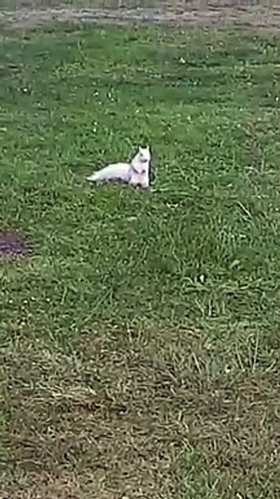 Albino squirrel