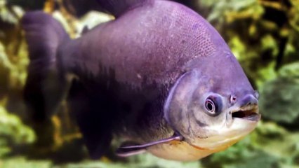 Cosas que Verás por Primera Vez en Tu Vida. Parte III