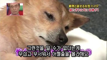 22★[모모] 뇌종양에 걸린 개