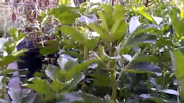 Faba beans, horse beans the easiest cover nitrogen fixing crop to grow