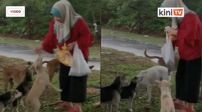 Video tular wanita melayu beri anjing liar makan