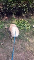 Toy pom dog in garden