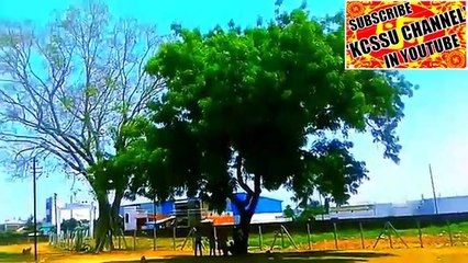 श्रीकृष्ण गौशाला  - gondia, - गोंदिया - Tirora,- Tumsar, - Amgaon, - kcssu entertainment, ( 360 X 640 )