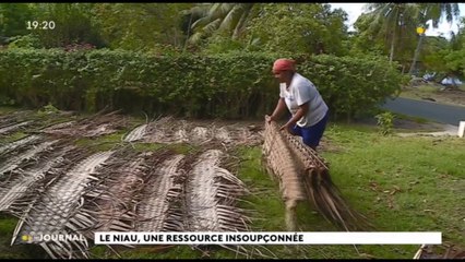 Au cœur du fenua : le tressage du niau à Huahine