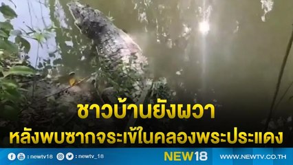 ชาวบ้านยังผวาหลังพบซากจระเข้ในคลองพระประแดง | NEW18