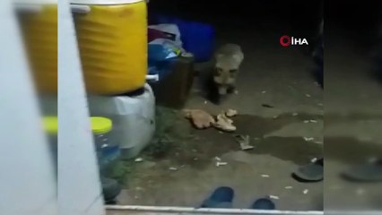 Arıcı ile tilki ‘Viki’ arasındaki dostluk ile görenleri şaşırtıyor