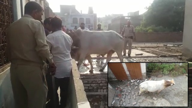 जब आधी रात को घर की छत पर चढ़ गया सांड फिर मचा हड़कंप, बुलानी पड़ गई पुलिस