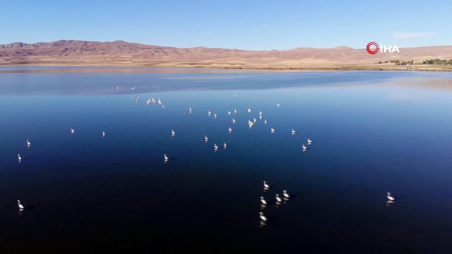 Vanlılar bu yıl flamingoya hasret