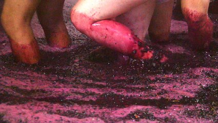 Why port wine is still made by stomping grapes