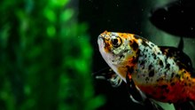 Ist mein weiblicher oviparer Fisch schwanger?