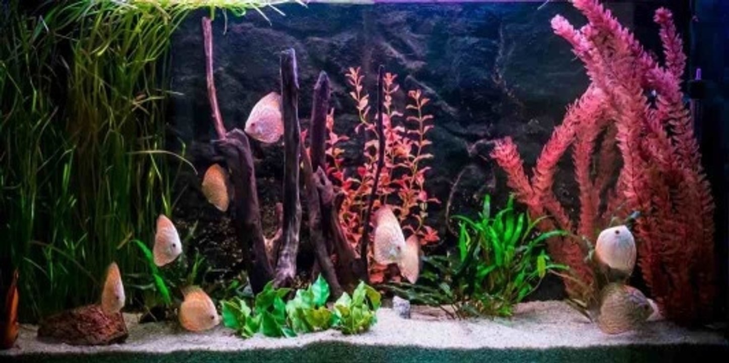 Die verschiedenen Aquarienarten