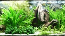 Wie erstellt man ein tropisches Aquarium?