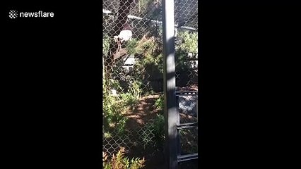 Amur leopard leaps across enclosure to gorge on hanging meat