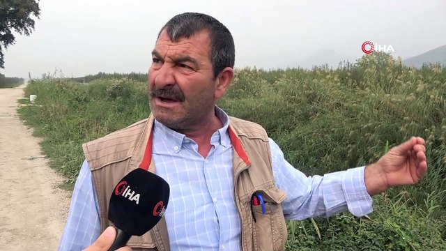 Bursa'da 20 yıl sonra ilk kez balık üreyen deredeki tüm balıkları telef ettiler