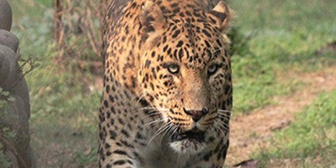 Este leopardo se acerca sigilosamente a un perro que duerme delante de su casa, lo trinca y casi se lo merienda