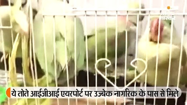 जब दिल्ली की कोर्ट में पेश हुए 13 तोते