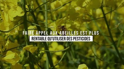 Faire appel aux abeilles est plus rentable qu'utiliser des pesticides