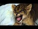 Lion Cub Adorably Tries to Roar