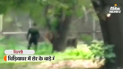 चिड़ियाघर में ग्रिल लांघकर शेर के सामने पहुंचा युवक, काफी देर बैठा रहा; पुलिस ने बताया मानसिक विक्षिप्त