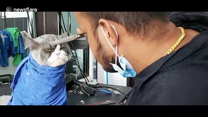Grumpy cat not happy about having his hair cut