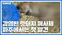 감염 멧돼지 폐사체 또 발견...확산 우려 / YTN