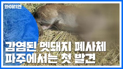 감염 멧돼지 폐사체 또 발견...확산 우려 / YTN