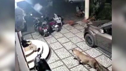El ataque ninja de un leopardo a un perro