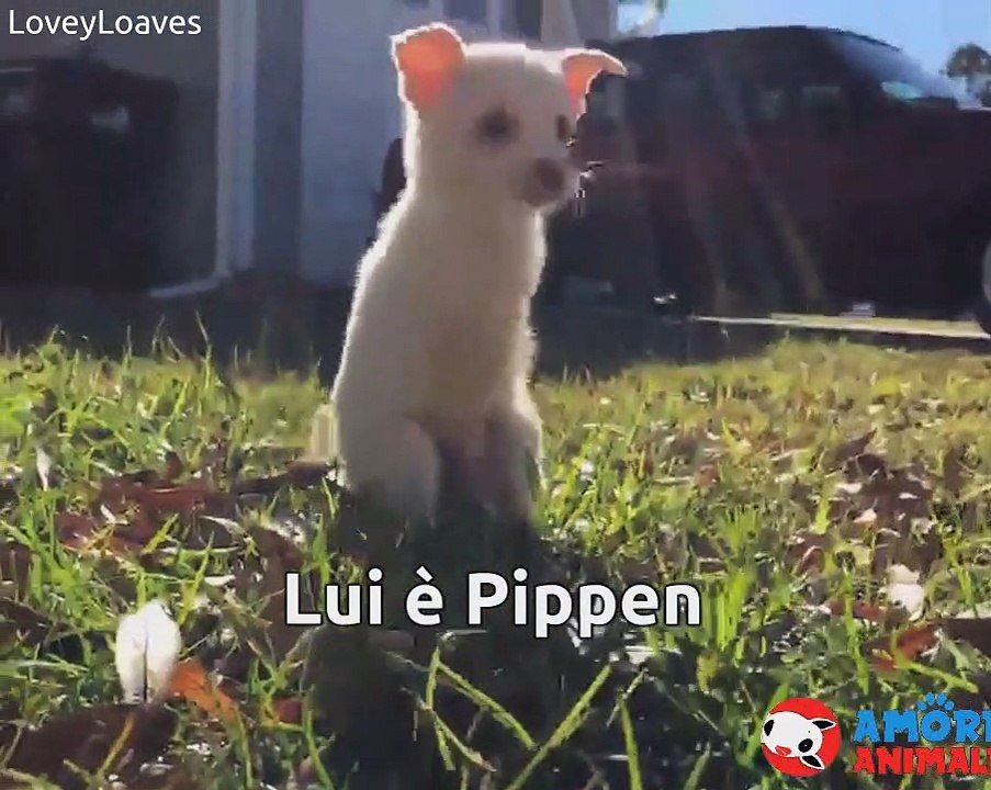 Questo cucciolo è nato senza le zampe anteriori. Ma non si è mai arreso davanti alla sua disabilità