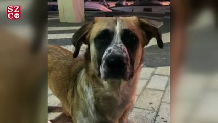 Sanatçılar hayvanlar için sahneye çıkıyor