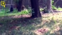 Man Jumps Inside Lion Enclosure in Delhi Zoo; Rescued
