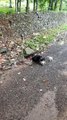Stray Dog Hangs Out With Three Kittens by Roadside