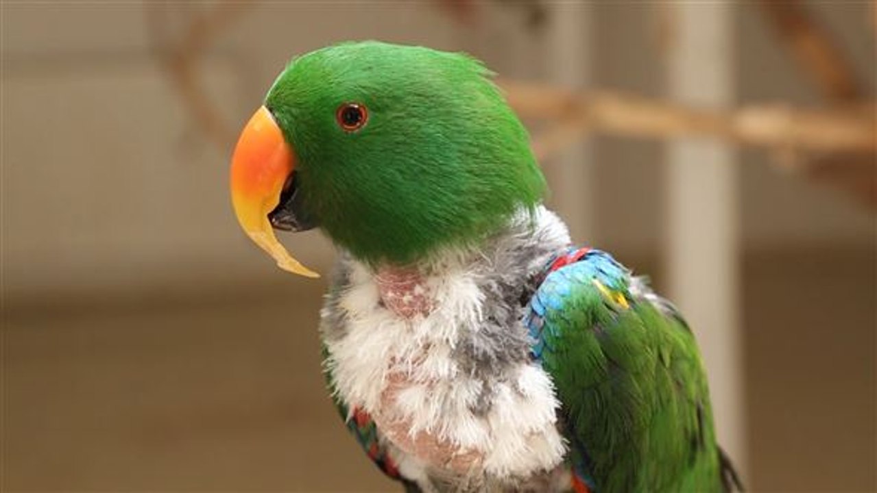 Diese Vogel-Geschichte geht ans Herz