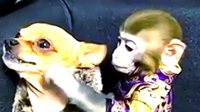 SUPER COMEDY हंस हंस के पेट में दर्द हो जायेगा ! - gondia - गोंदिया ( 360 X 640 )