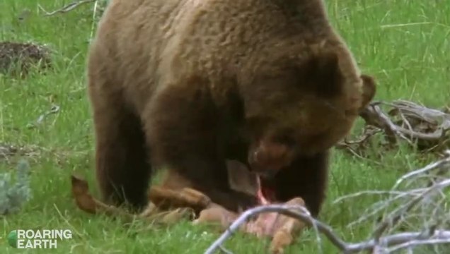 OMG# grizzly bear mom hunts and kills and eat a deer