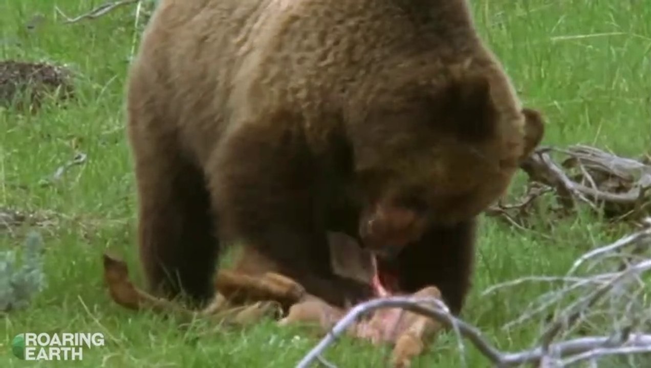 OMG# grizzly bear mom hunts and kills and eat a deer