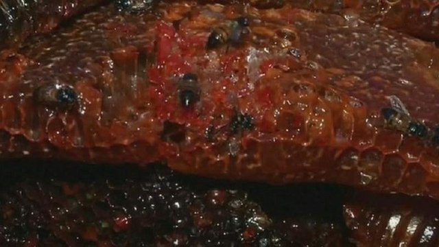 Double harvest: Maasai women keep bees and get to conserve their environment