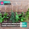 5 plantes médicinales à faire pousser à la maison #phytotherapie