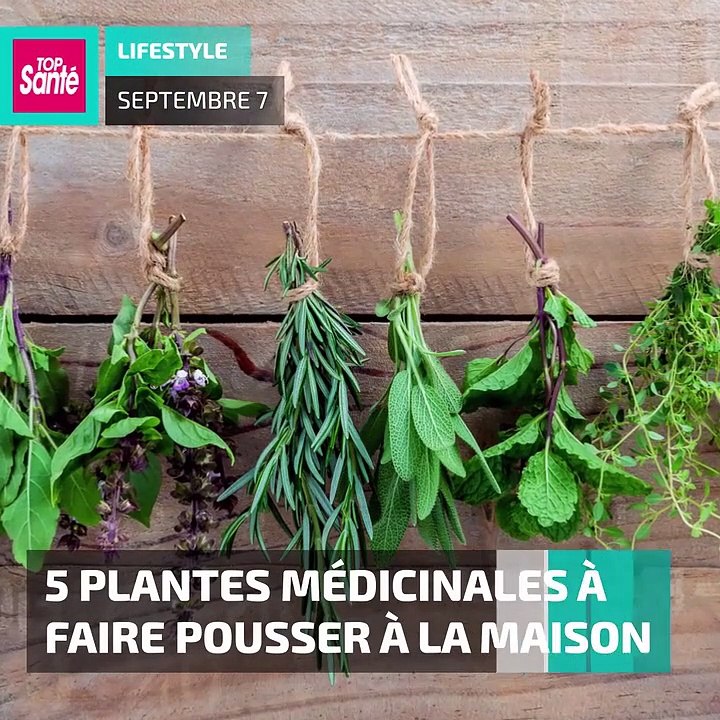 5 plantes médicinales à faire pousser à la mais...